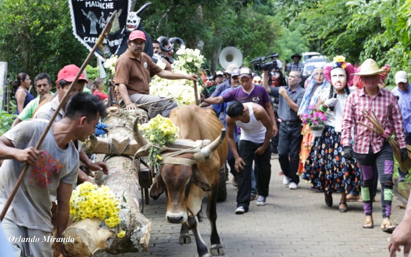 Realizan Tradicional Cortada Y Traslado Del Palo Lucio En Masaya