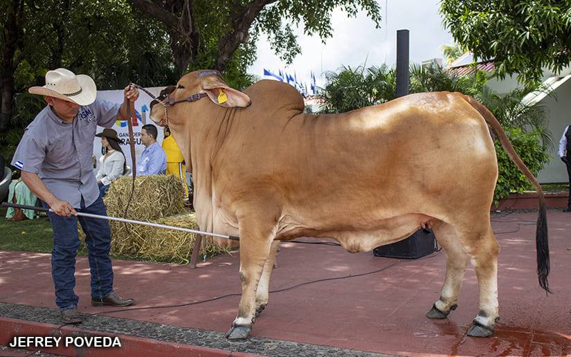 Todo listo para la Feria Ganadera Managua en su edición 2024