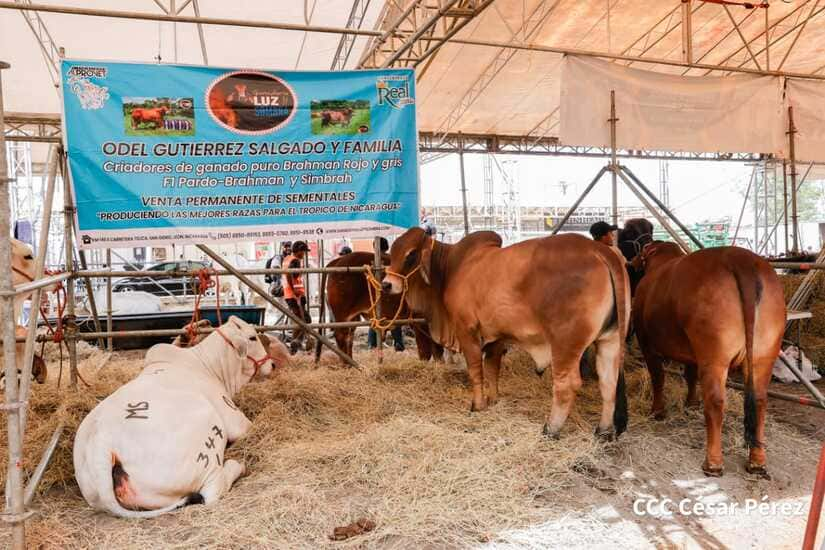 Primera Feria Ganadera Managua 2023