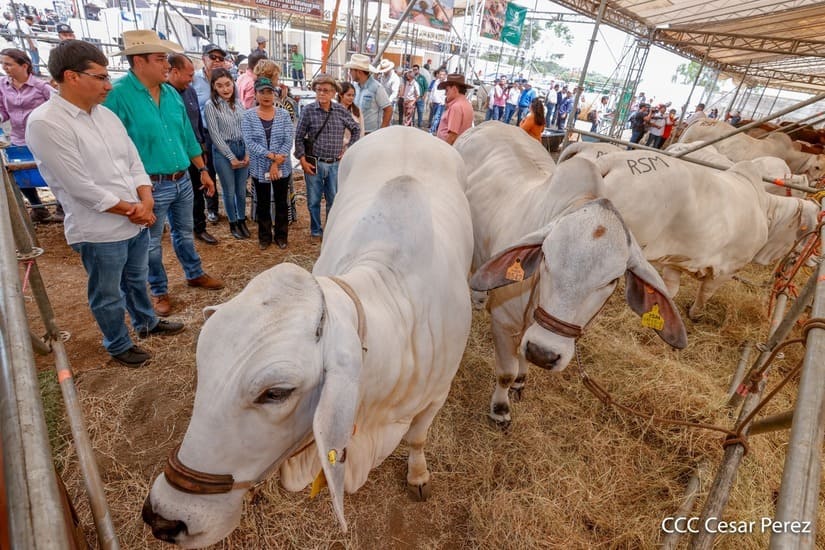 Primera Feria Ganadera Managua 2023