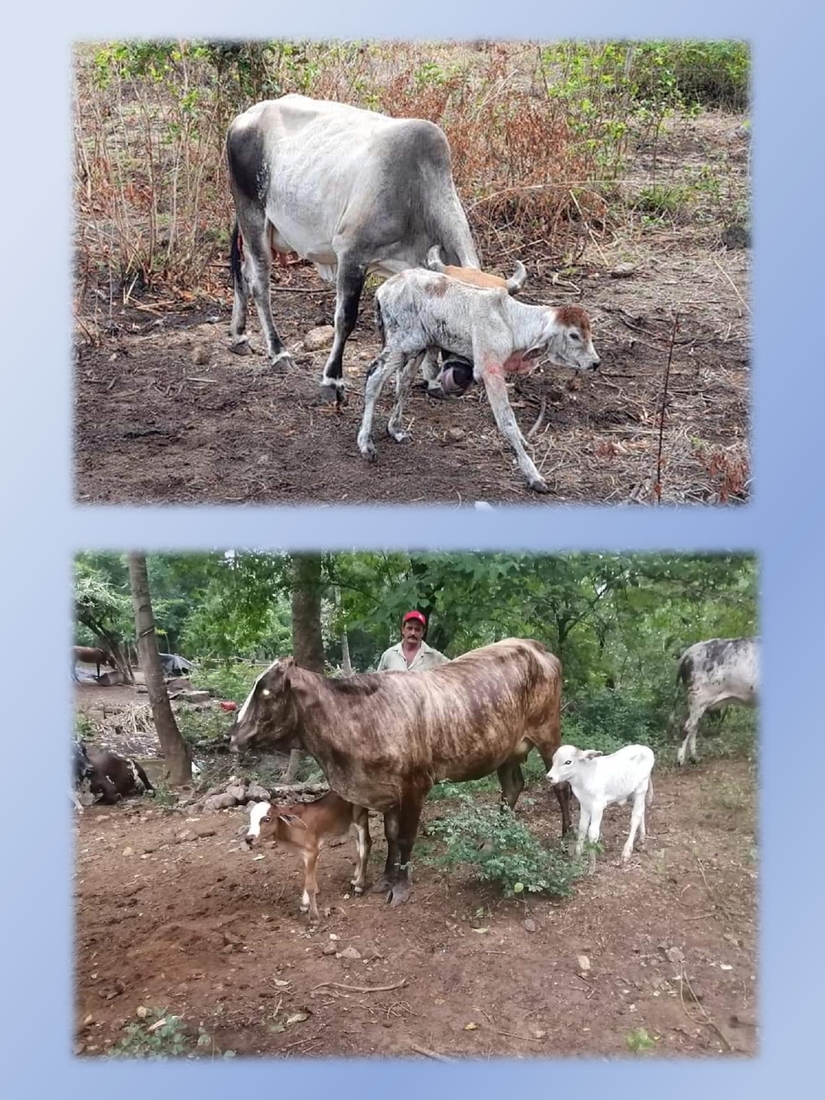 inseminacion-artificial-bovina