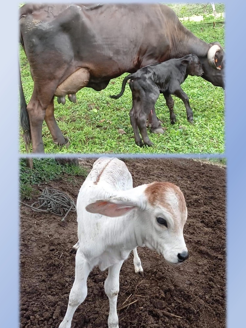 inseminacion-artificial-bovina