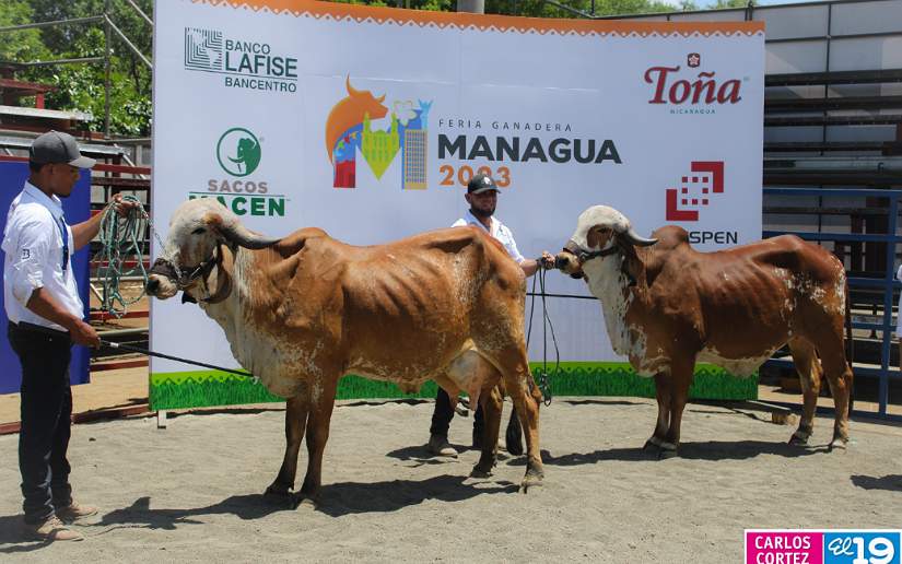 Avanza con éxito la Primera Feria Ganadera Managua 2023