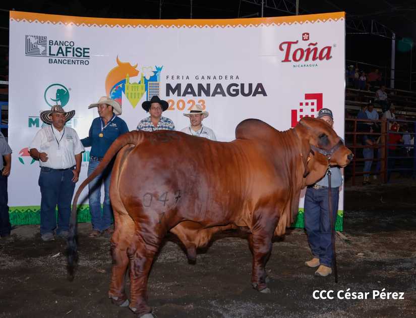 Feria Ganadera Managua 2023 realiza juzgamiento de ganado Brahman con