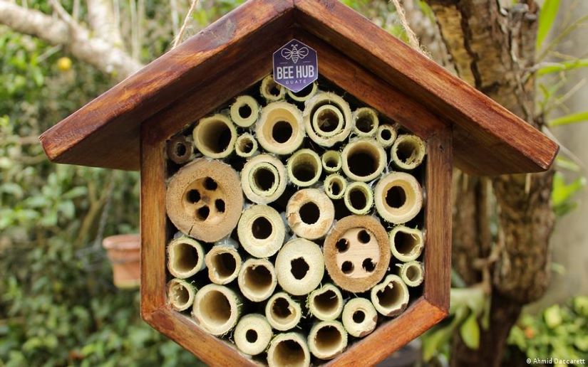 Colmenas de abejas en Colombia crecen, pero el peligro se mantiene
