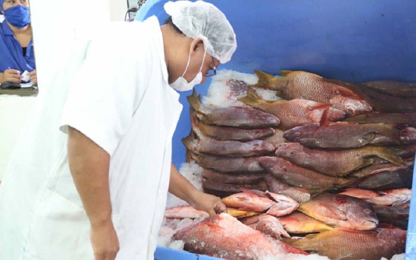 Producción y exportación de mariscos reporta aumento