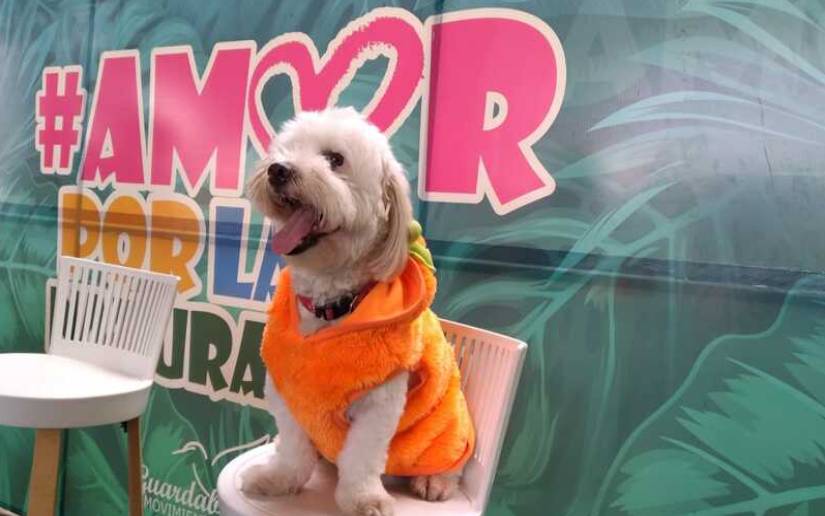 Anuncian Primera Edición De La Expo Feria De Las Mascotas 2021