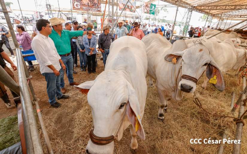 Inauguran Primera Feria Ganadera Managua 2023