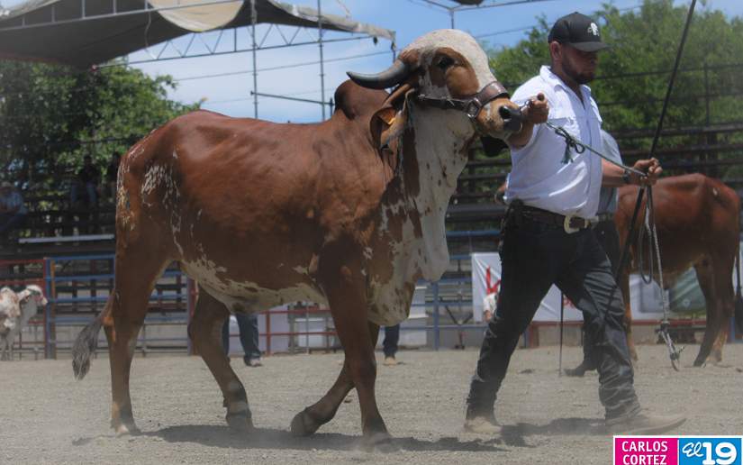 Avanza Con éxito La Primera Feria Ganadera Managua 2023 9052