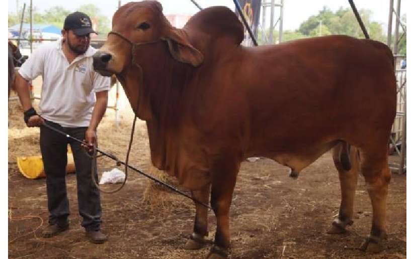 Feria Ganadera 2024 Chinandega vivió la mayor fiesta de cultura