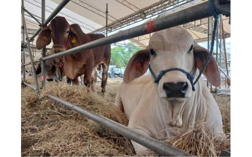 Feria Ganadera Managua 2024: Un Vistazo a la Excelencia Nacional en Ganadería y Agroindustria