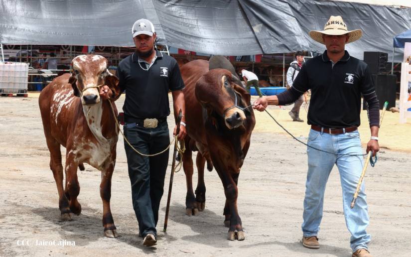 Inicia Feria Ganadera con altas expectativas de comercialización