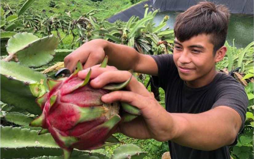 Presentan nueva variedad de pitahaya: “Inta Pitahaya Roja”