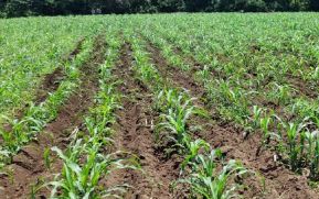 Productores nicaragüenses con buenas intenciones de siembra de granos básicos